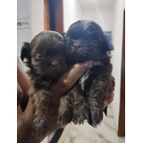 Femea De Shih Tzu