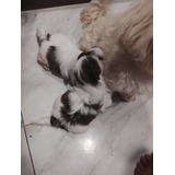 Femea De Shih Tzu