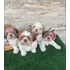 Fêmea De Shih Tzu Branca E Areia