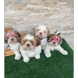 Femea De Shih Tzu