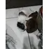 Fêmeas E Machinhos De Shih Tzu 1,200 Machinho 1,300 Fêmea