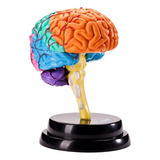 Ferramenta De Anatomia Do