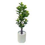 Ficus Lyrata Planta Arvore