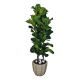 Ficus Lyrata Planta Natural