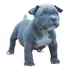 Filhote American Bully - Cinza - Olhos Azuis - Pedigree