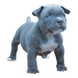 Filhote American Bully 