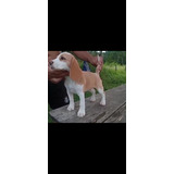 Filhote Beagle Femea Bicolor