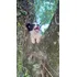 Filhote Border Collie Entrega Grátis Para Todo Rj