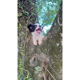 Filhote Border Collie Entrega
