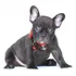 Filhote Bulldog Frances Canil Minion Bull