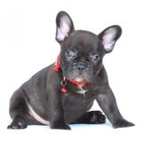 Filhote Bulldog Frances Canil