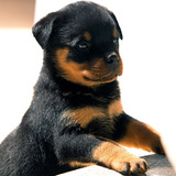 Filhote Cachorro Rottweiler 