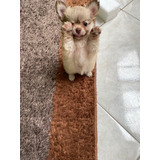 Filhote Chihuahua Femea Pequena