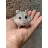 Filhote Cor Rara Hamster
