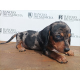 Filhote Dachshund Femea Pelo