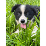 Filhote De Border Collie