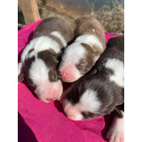 Filhote De Border Collie
