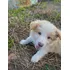 Filhote De Border Collie Vermelho Australiano