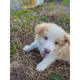 Filhote De Border Collie