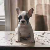 Filhote De Bulldog Frances