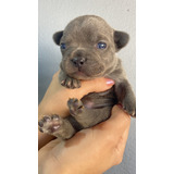 Filhote De Bulldog Frances