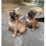 Filhote De Bulldog Frances