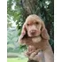 Filhote De Cocker Spaniel Inglês