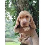 Filhote De Cocker Spaniel