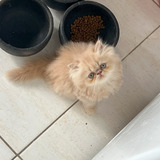 Filhote De Gato Persa