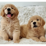 Filhote De Golden Retriever