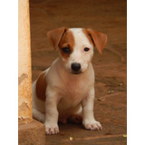 Filhote De Jack Russel