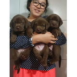 Filhote De Labrador