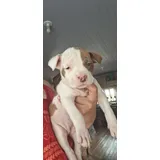 Filhote De Pitt Bull