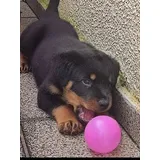 Filhote De Rottweiler Femea