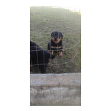 Filhote De Rottweiler