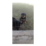 Filhote De Rottweiler