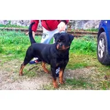 Filhote De Rottweiler