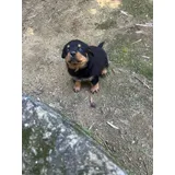 Filhote De Rottweiler
