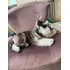 Filhote De Schnauzer - Cãozinho Lindo!