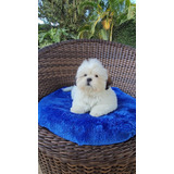 Filhote De Shih Tzu Com Pedigree Sem Juros