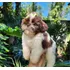 Filhote De Shih Tzu Fêmea Branca E Chocolate