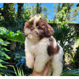 Filhote De Shih Tzu