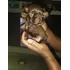 Filhote De Shih Tzu Fêmea Chocolate Com Olhos Azuis R$ 1,400