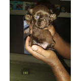 Filhote De Shih Tzu