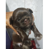 Filhote De Shih Tzu