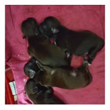 Filhote De Shih Tzu