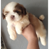 Filhote De Shih tzu