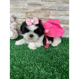 Filhote De Shih Tzu