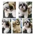 Filhote De Shih Tzu Puro - Macho Com Pedigree