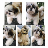 Filhote De Shih Tzu